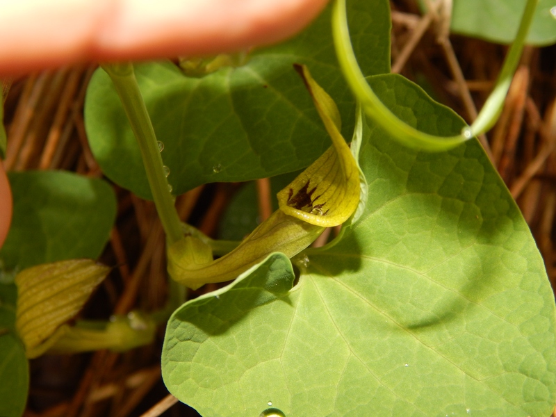 Aristolochia ma di che specie?